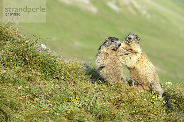 Zwei Alpenmurmeltiere (Marmota marmota)  kämpfen miteinander