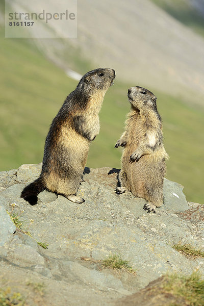 Alpenmurmeltier (Marmota marmota)  auf Felsen stehend