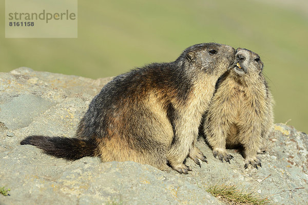 Zwei Alpenmurmeltiere (Marmota marmota)  beschnuppern sich gegenseitig