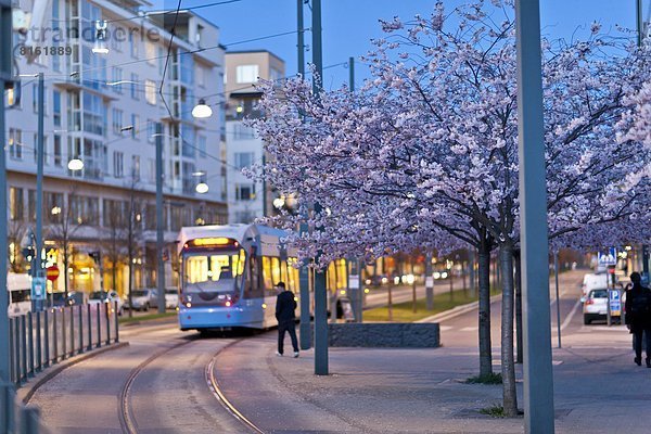 blühen  Baum  Kirsche  Straßenbahn  Abenddämmerung