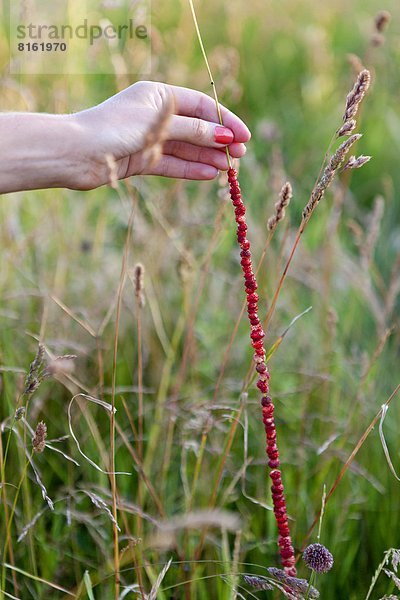 halten  ungestüm  Erdbeere  Gras