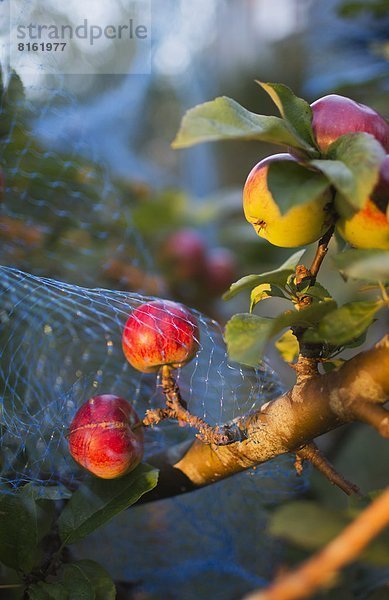 Frucht Close-up Netz Ast Vogel Apfel