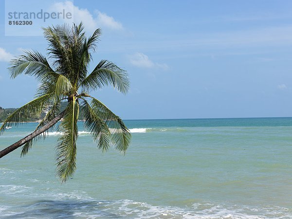 Landschaftlich schön  landschaftlich reizvoll  Strand  Baum  über  Sand  Ansicht  Palme