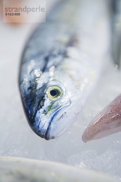 Fisch Pisces Close-up close-ups close up close ups