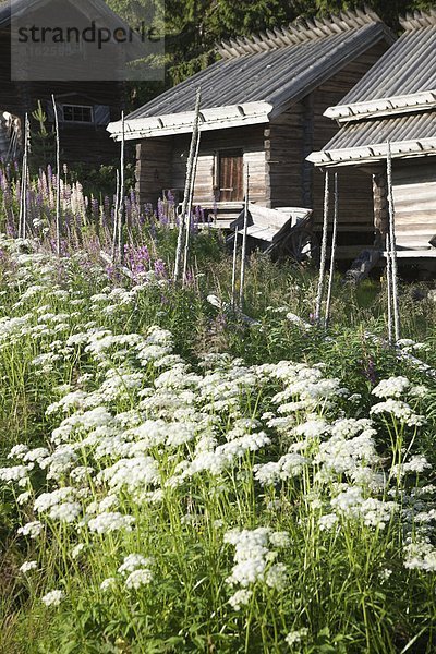Blume Sommer Fokus auf den Vordergrund Fokus auf dem Vordergrund Blockhaus Holzhäuser