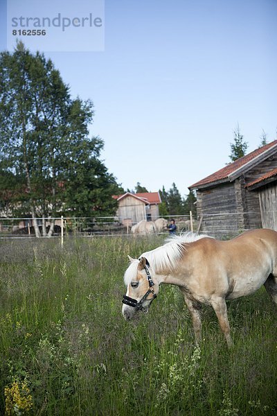 Wiese grasen