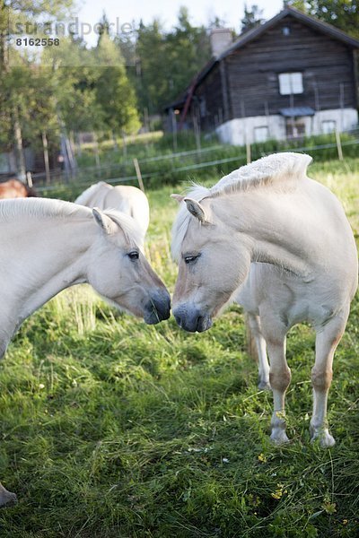 Islandpony  Norwegen  Wiese