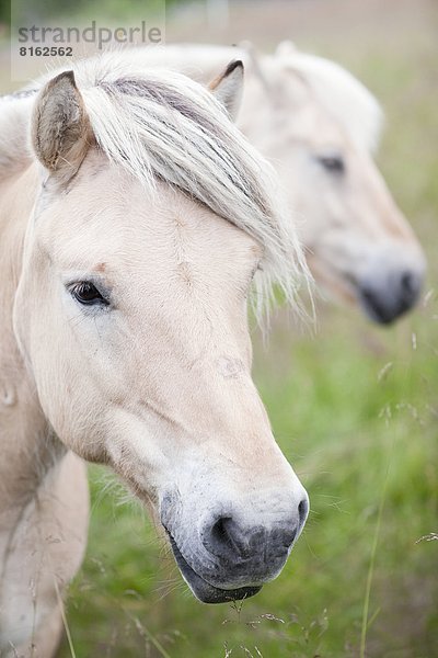 Portrait  Norwegen