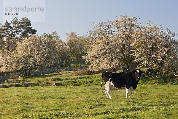 Hausrind  Hausrinder  Kuh  Obstgarten  Kuh  grasen