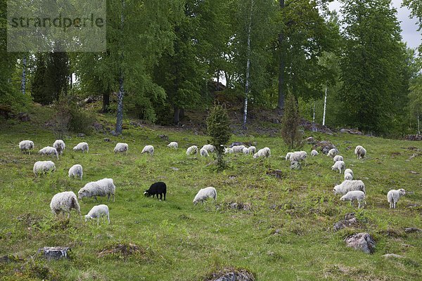 nahe  Schaf  Ovis aries  Wald  grasen