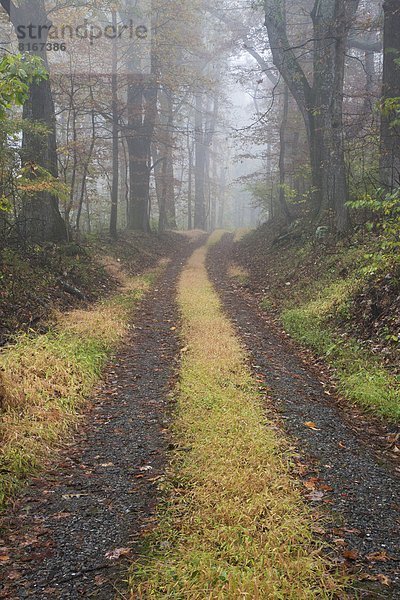 gehen  Fernverkehrsstraße  Wald  Nebel