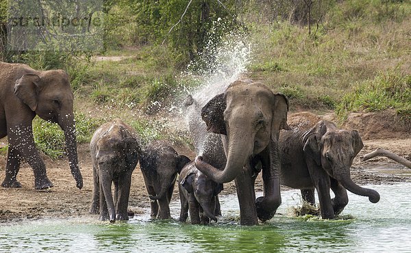 Pfütze  Elefant