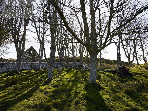 hinter  Baum  Ruine  Kirche