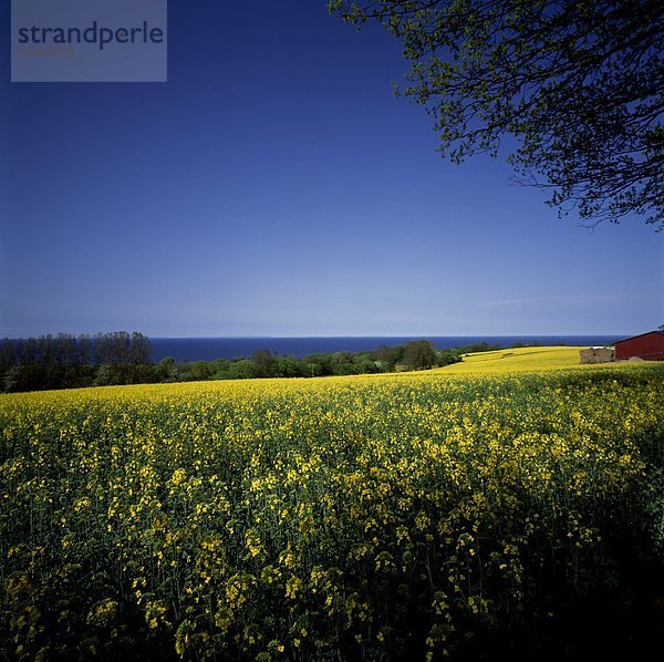 Oilseed Rape field