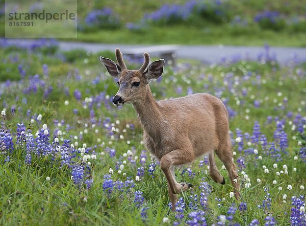 rennen  Wiese  Hirsch