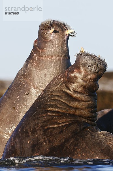 Kampf  2  Walross  Odobenus rosmarus