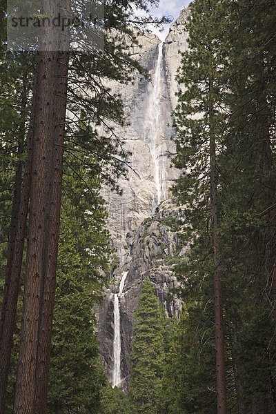 Wald Wasserfall Kiefer Pinus sylvestris Kiefern Föhren Pinie Fokus auf den Vordergrund Fokus auf dem Vordergrund Ansicht