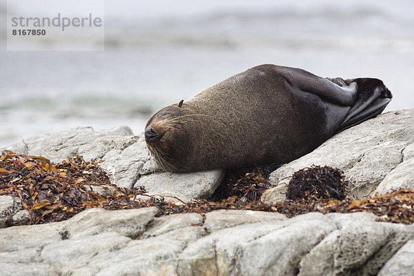 Neuseeländischer Seebär (Arctocephalus forsteri) schläft auf einem Felsen