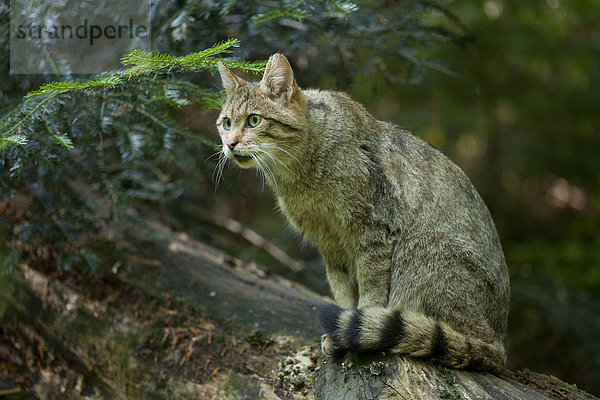 Europäische Wildkatze (Felis silvestris) sitzt auf einem Baumstamm  captive