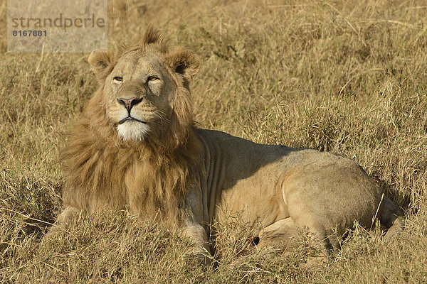 Mähnenlöwe (Panthera leo)