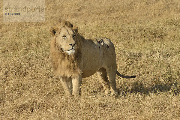 Mähnenlöwe (Panthera leo)