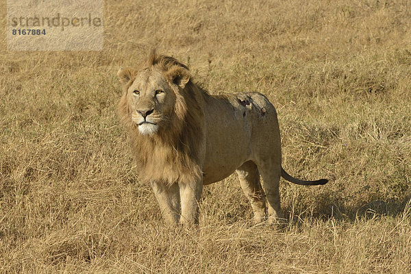 Mähnenlöwe (Panthera leo)