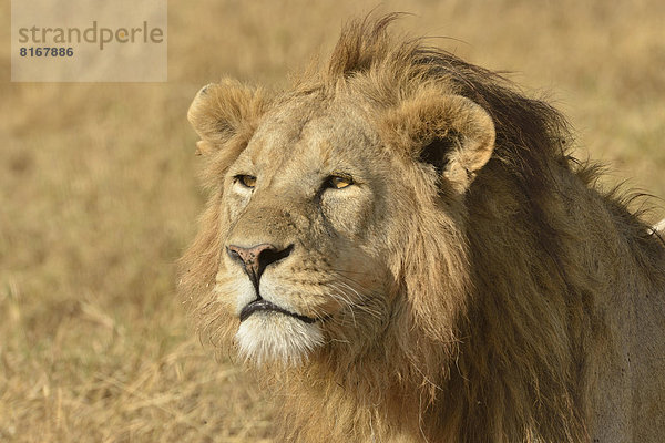 Mähnenlöwe (Panthera leo)