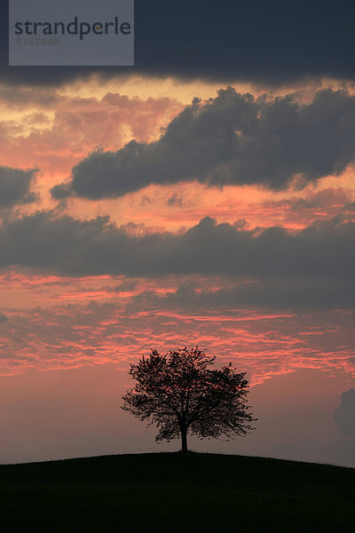 Baum als Silhouette vor Himmel voller Gewitterwolken