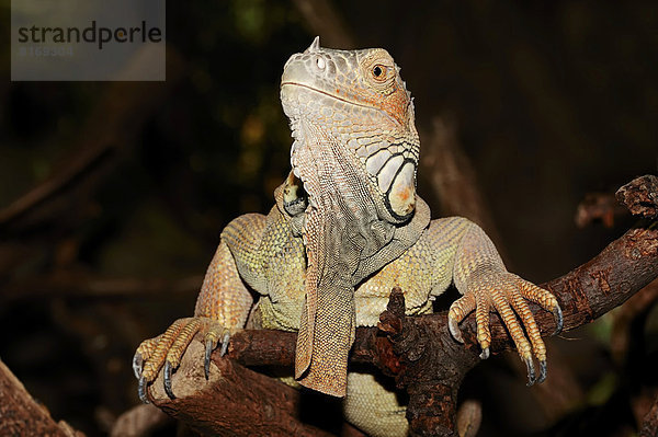 Grüner Leguan (Iguana iguana)  Männchen  Vorkommen in Südamerika  captive