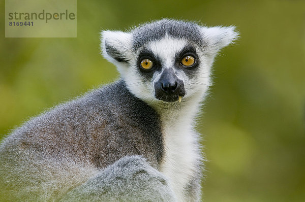 Katta (Lemur catta)  captive  Vorkommen auf Madagaskar