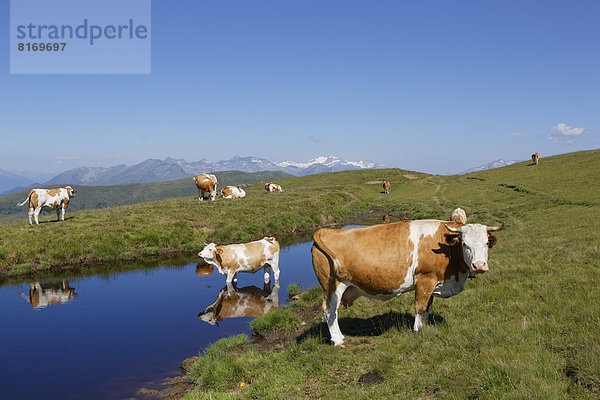 Kühe auf Millstätter Alpe  hinten Hohe Tauern