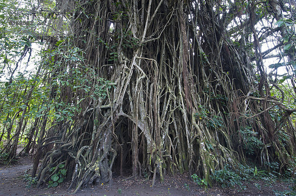 Riesiger Banyan-Baum oder Banyan-Feige (Ficus sp.)