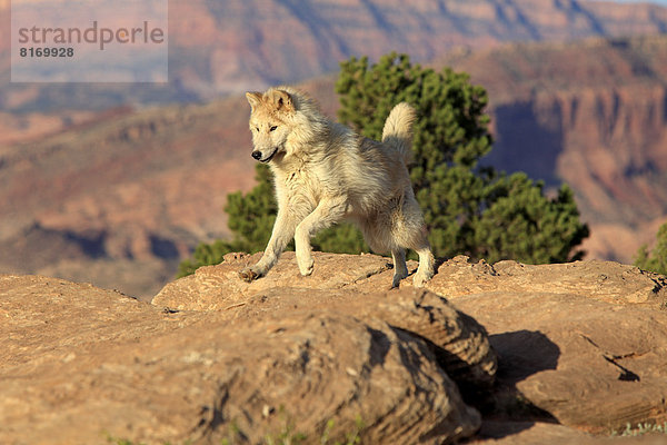 Wolf (Canis lupus)  adult