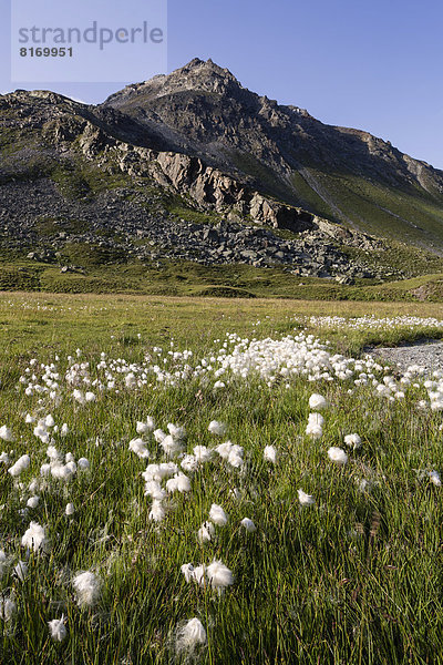 Wollgräser (Eriophorum sp.) am Hochmoor Breites Wasser  Pfannknecht  2822m