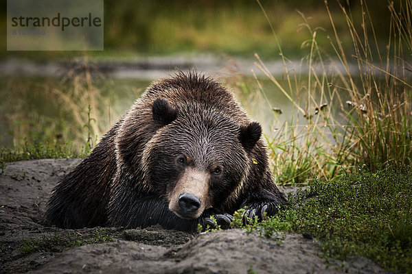 Grizzlybär (Ursus arctos horribilis) liegt am Boden