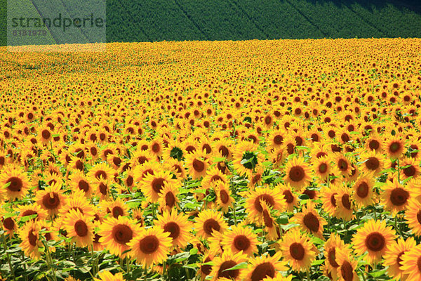 Sonnenblumenfeld  Hokkaido