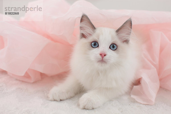 Ragdoll pet