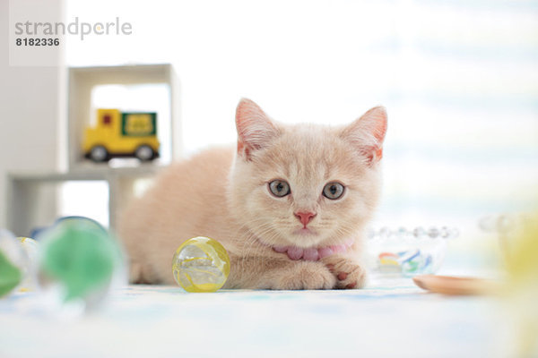 British Shorthair