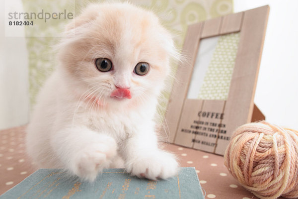 Scottish Fold