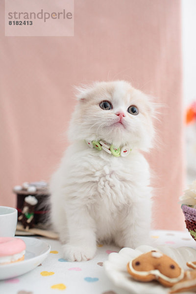 Scottish Fold