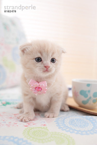 Scottish Fold