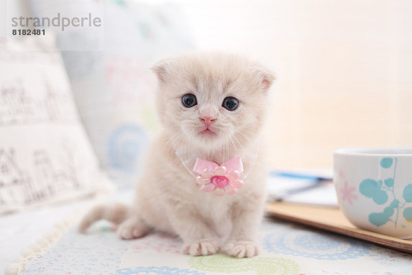 Scottish Fold