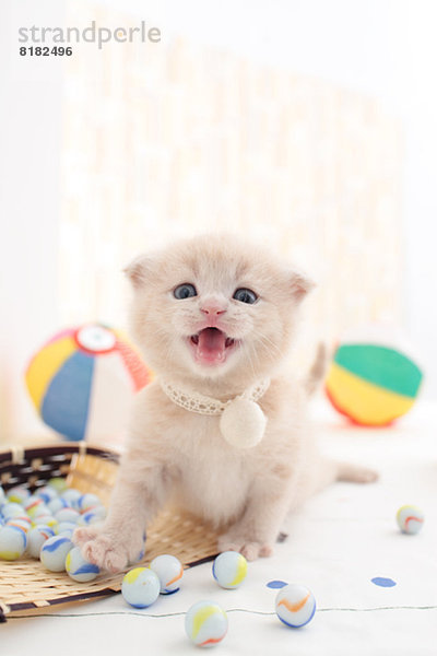 Scottish Fold