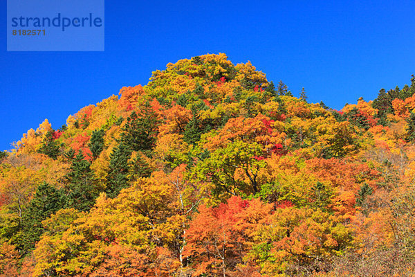 Himmel Laub Hokkaido