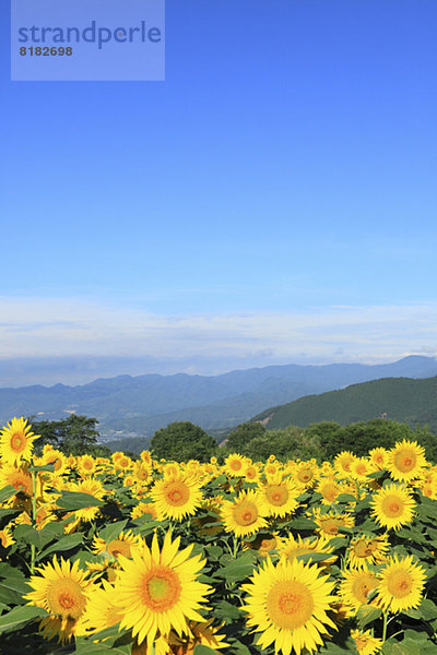 Sonnenblume  helianthus annuus  Himmel  Feld