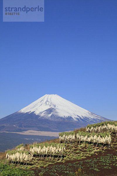 Shizuoka Präfektur