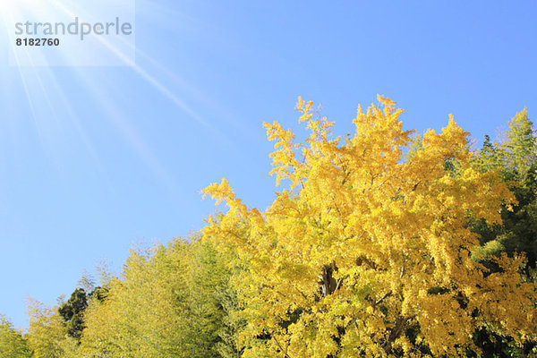 Himmel  Ginkgo