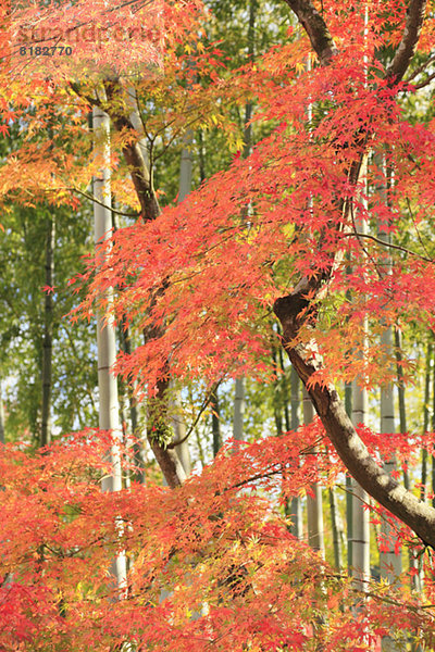 Ahornblatt Wald rot Bambus Shizuoka Präfektur