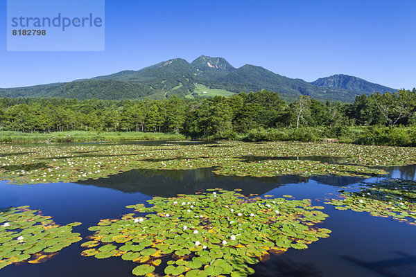 Niigata