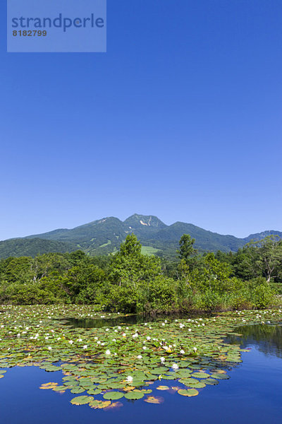 Niigata